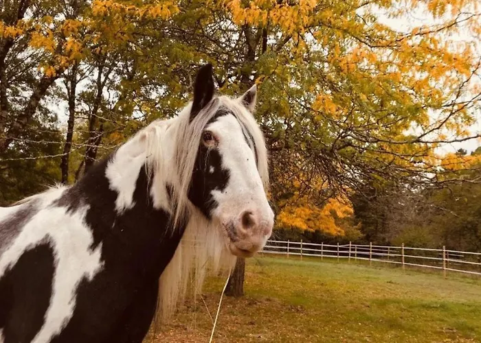 Alojamento de Acomodação e Pequeno-almoço Clos De Bellevue Mortagne-sur-Gironde